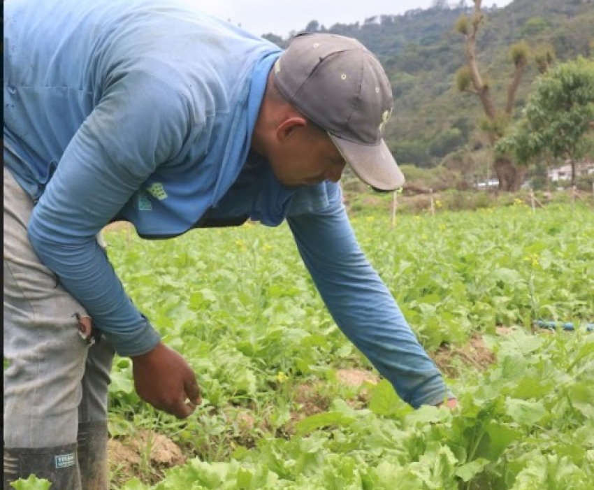 Pastoral Social pide diálogo genuino con agricultores