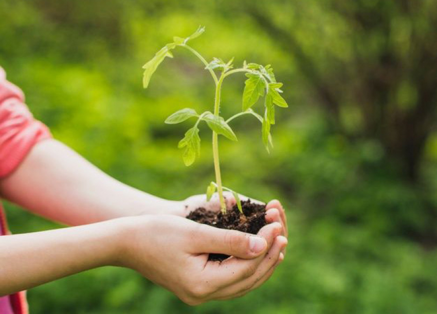 Cuidar las semillas y plantas espirituales