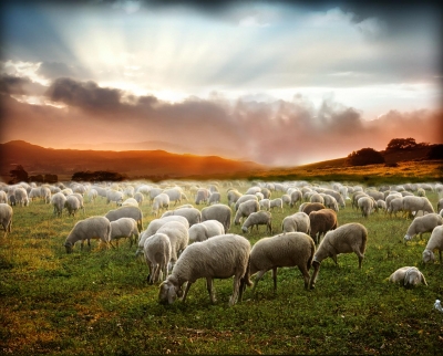 Andaban como ovejas sin pastor