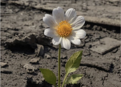 ¡Paz para Gaza, paz para el mundo!