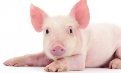 Tus dudas: ¿Nos explica el pasaje de los cerdos endemoniados?