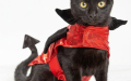 ¿Un Papa declaró que los gatos eran diabólicos?